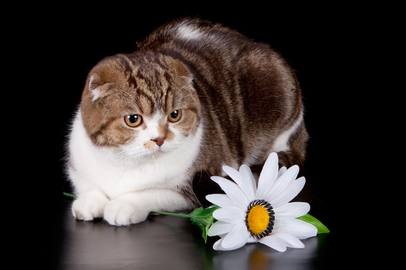brown, national day of cats, national, cat, 2K, 2014, october, day, coated, usa, cats, white