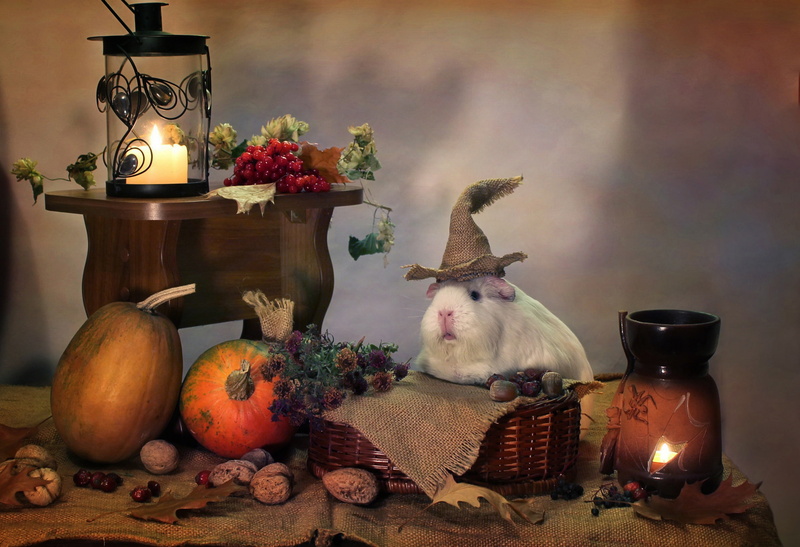 autumn, October, Guinea pigs, humor, candles, Halloween, composition, 1080P, animals, pumpkin