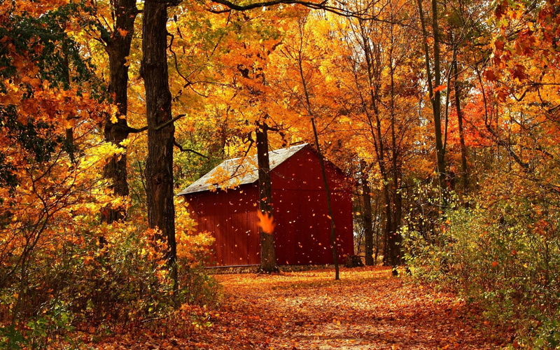 trunk, barn, leaf fall, uSA, old, tree, garage, landscape, tree trunk, nature, autumn, plant part, rural Scene, vermont, natural condition, no People, fall