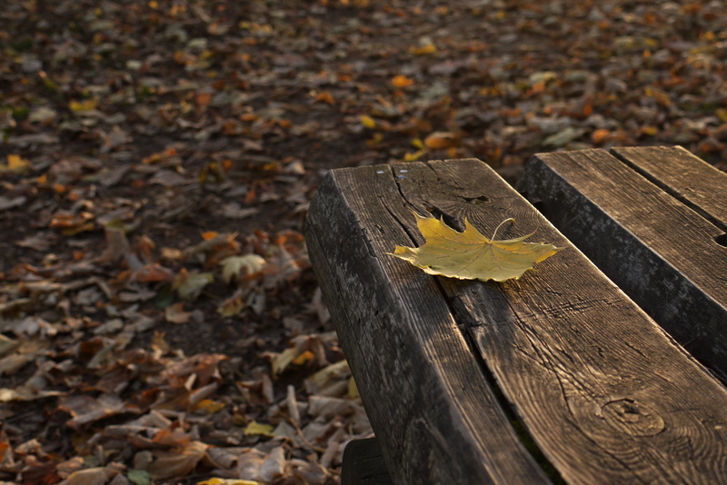 focus on foreground, october, tree, wooden, high angle view, yellow, leaves, dry, no people, relax, wood - material, leaf, change, autumn, forest, sad