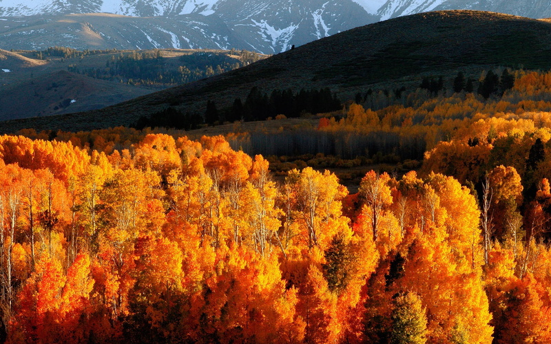 light, tranquil Scene, tranquility, leaf, mountain Range, season, autumn collection, sky, gold Colored, orange, colors, rocky Mountains, canada, yellow