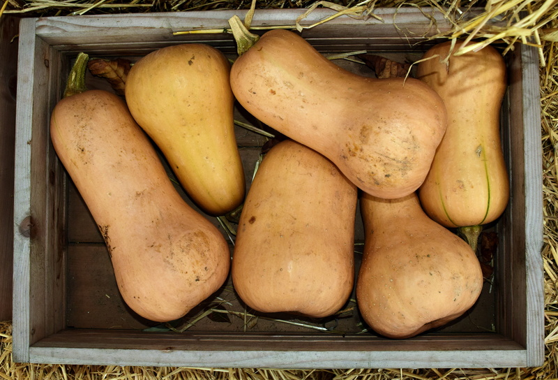 butternut, retail, squash, decoration, autumn, orange, eat, butternut squash, ripe, for sale, vegetable, market stall, pumpkin, delicious, still life, 31 october