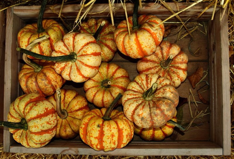 large group of objects, food and drink, wood - material, still life, pumpkins autumn, high angle view, yellow, nature shop, deco, directly above, agriculture