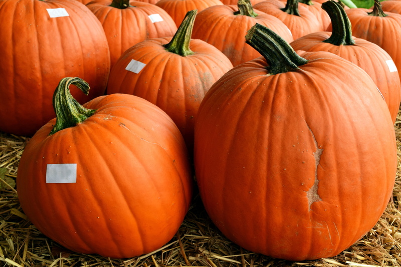 orange, pumpkins autumn, halloween pumpkin, market, decoration, many, wellbeing, crop, outdoors, sale, celebration, vegetable, pumpkin sale, deco, market stall