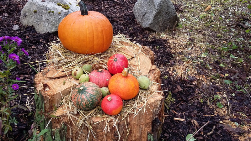 food and drink, vegetable, plant, agriculture, garden, day, pumpkin, celebration, growth, 2K, land, food, outdoors, 31 october, autumn, autumn decoration