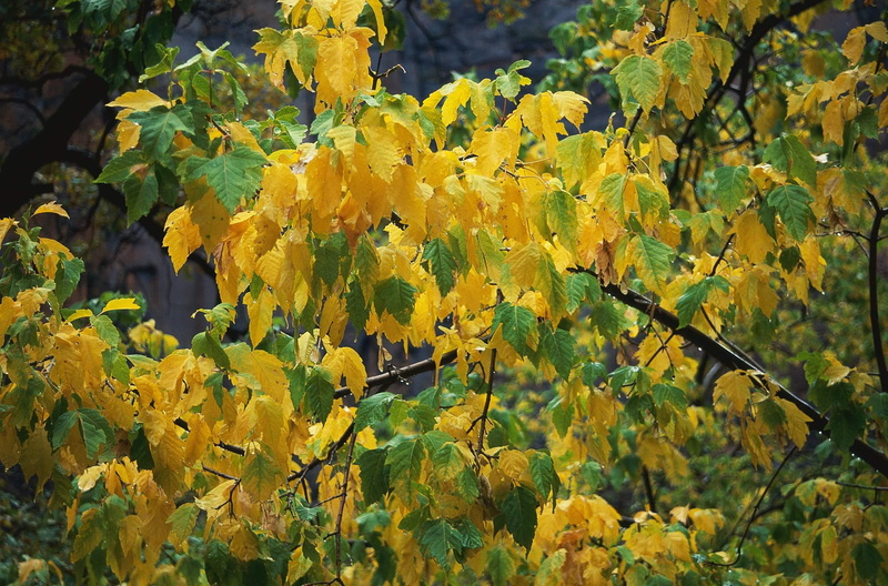 autumn colours, 1080P, tree, colours, leaves changing, changing, 3d and abstract