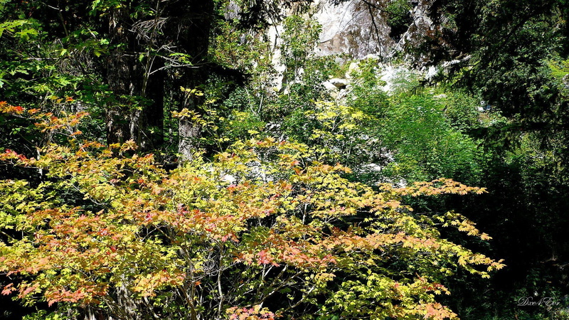 color, beginning, trees, leaves, 1080P, fall, washington, autumn, 3d and abstract, change