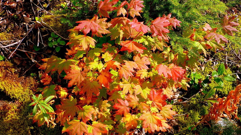 3d and abstract, autumn, washington, widescreen, foliage, 1080P, seasons, changing, fall, mountains