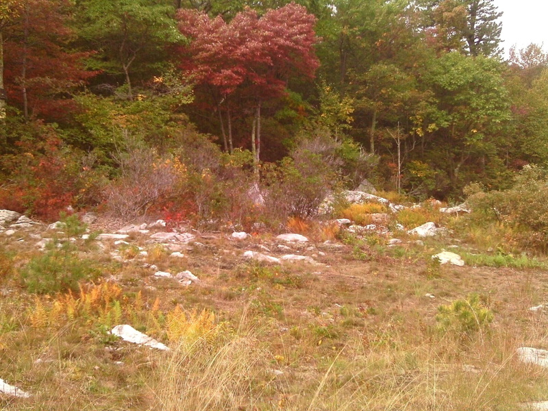3d and abstract, leaves, color grass, changing, s, rocks, 1080P, september, trees