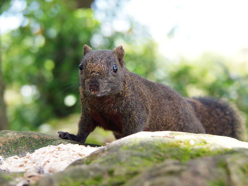 4K, animal themes, solid, selective focus, animal wildlife, must look, surface level, rodent, vertebrate, one animal, rock - object, outdoors, whisker