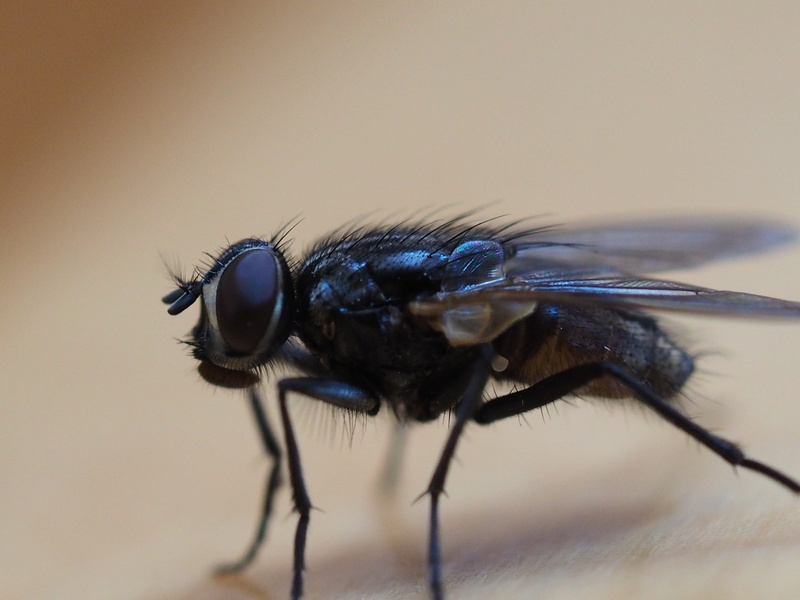 Fly, Insect, wings, selective focus, animal themes, animal wing, 4K, eye, macro photography, Detail, housefly, Macro, extreme close-up, animal wildlife