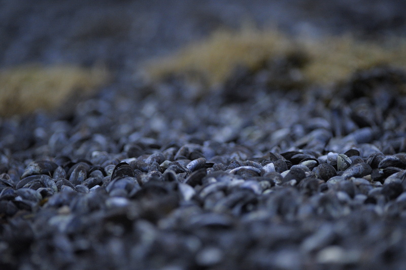 textured, mussels, clam, shells, selective focus, pebble, must, land, beach, black color, solid, 4K, outdoors, full frame, environment, stone - object