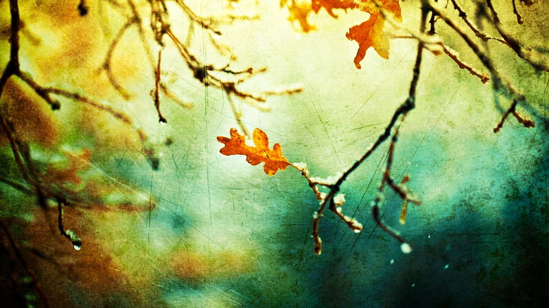 vulnerability, wall - building feature, tree, weathered, multi Colored, beauty in nature, blurred, yellow, brown, branch, textured Effect, snow, damaged