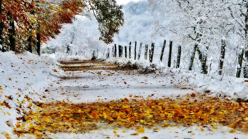 woodland, park - Man Made Space, leaves, white, non-Urban Scene, tranquil Scene, day, rural Scene, white color, scenics, scenics - nature, 1080P, land