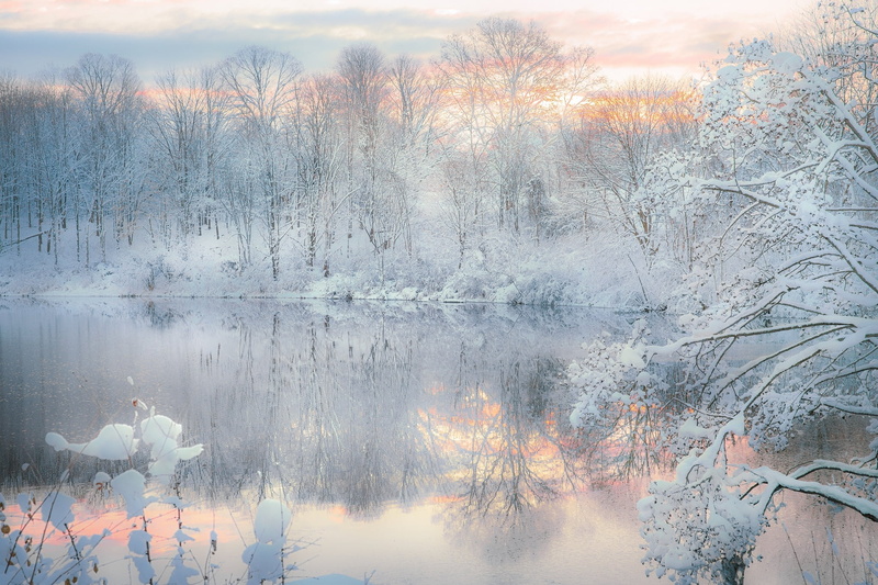 tree, branch, mist, leaf, tranquility, lake, park - Man Made Space, morning, sunrise - Dawn, change, grass, yellow, backgrounds, 1080P, scenics - nature
