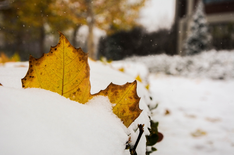 winter, day, change, cold temperature, close-up, maple leaf, yellow, leaves, outdoors, plant part, 5K, dry, snow, extreme weather, plant, no people, leaf