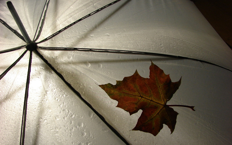 brown, maple, plant part, vulnerability, drop, 2K, day, close-up, leaf, maple leaf, change, water, outdoors, still life, weather, leaf vein, abstract