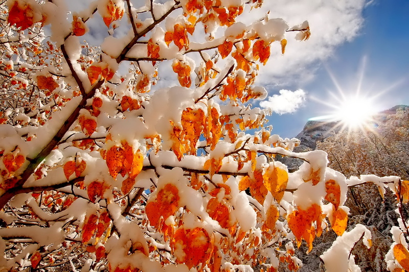 orange Color, falling, sky, springtime, cherry blossom, frost, non-Urban Scene, branches, growth, season, beauty In Nature, yellow, landscape, park - Man Made Space