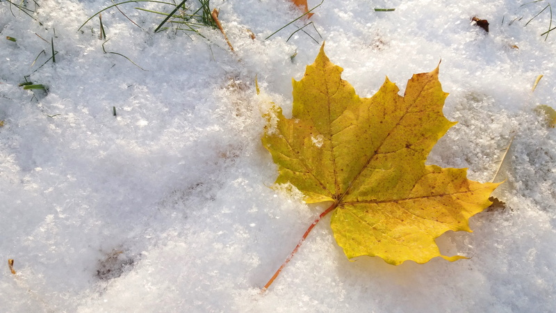 water, Fall, cold temperature, Winter, high angle view, plant part, beauty In Nature, Leaf, nature, autumn, yellow, fall leaves, weather, no people, outdoors