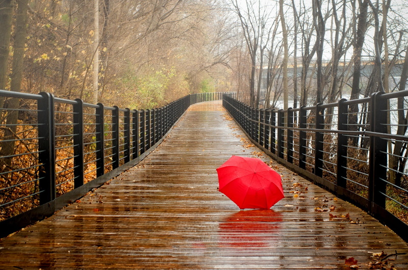 change, beautiful, weather, view, season, beauty, rain, connection, plant, park - Man Made Space, wood - Material, tree, leaves, bare tree, red, bridge - Man Made Structure