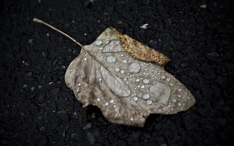 season, weather, tree, high angle view, dried, wet, leaf, plant part, dry, rain, environment, natural condition, outdoors, fall, falling, vulnerability