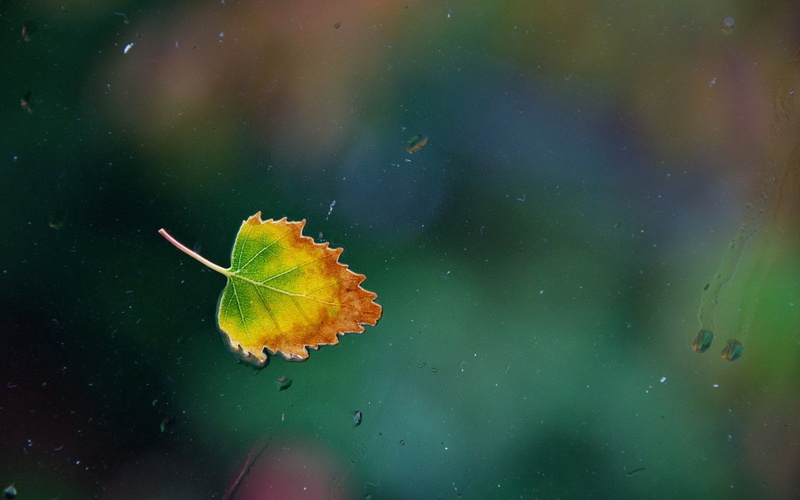 wet, transparent, multi Colored, change, rain, green Color, glass, fall, animal wildlife, backgrounds, green, raindrop, vulnerability, no People, forest