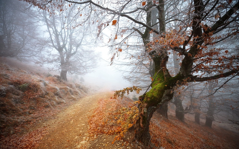 fall, leaf, non-Urban Scene, leafed, road, 720P, hoarfrost, morning, outdoors, nature, land, landscape, footpath, light - Natural Phenomenon, park - Man Made Space