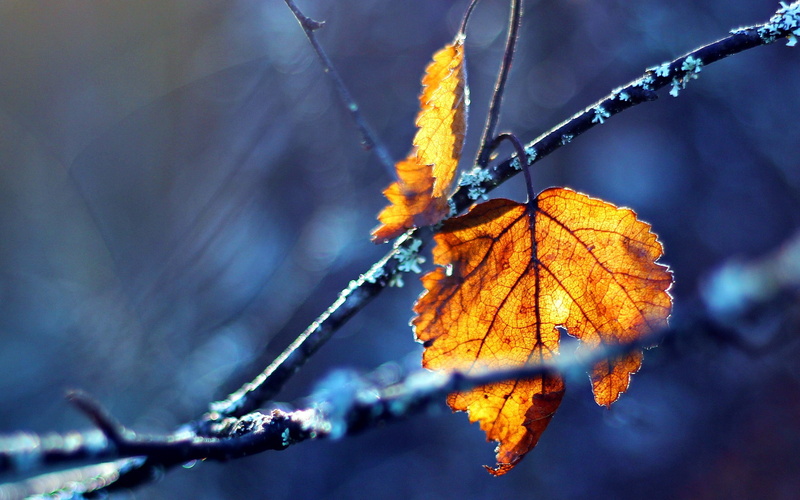 lush Foliage, multi Colored, red, ice, branches, tree, green Color, plant part, colors, day, color Image, outdoors, cold temperature, branch, digital, weather