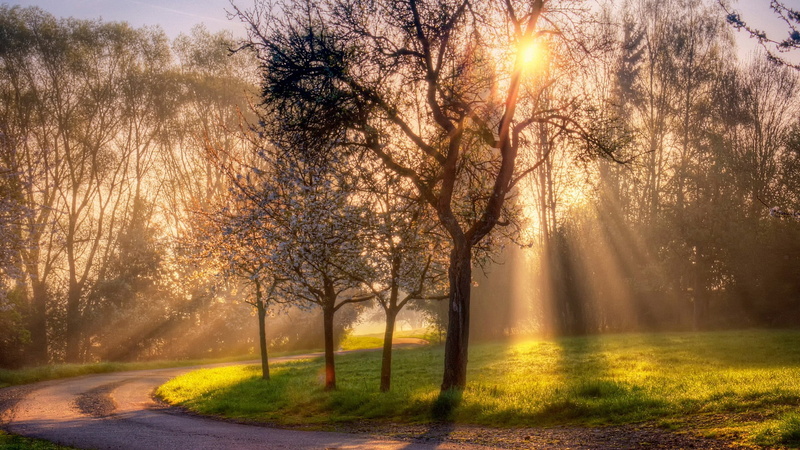 light - Natural Phenomenon, summer, no People, autumn, grass, land, bright, non-Urban Scene, tranquility, yellow, morning, red, leafed, branch, nature