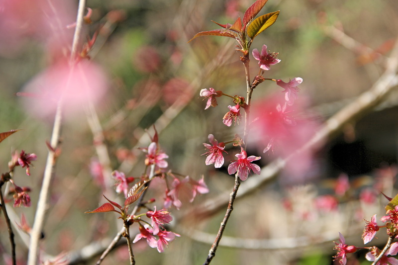 pink, bright, floral pattern, cherry blossom, flowers, pink color, the north, spectacular, focus on foreground, vulnerability, no people, tree, plant, springtime