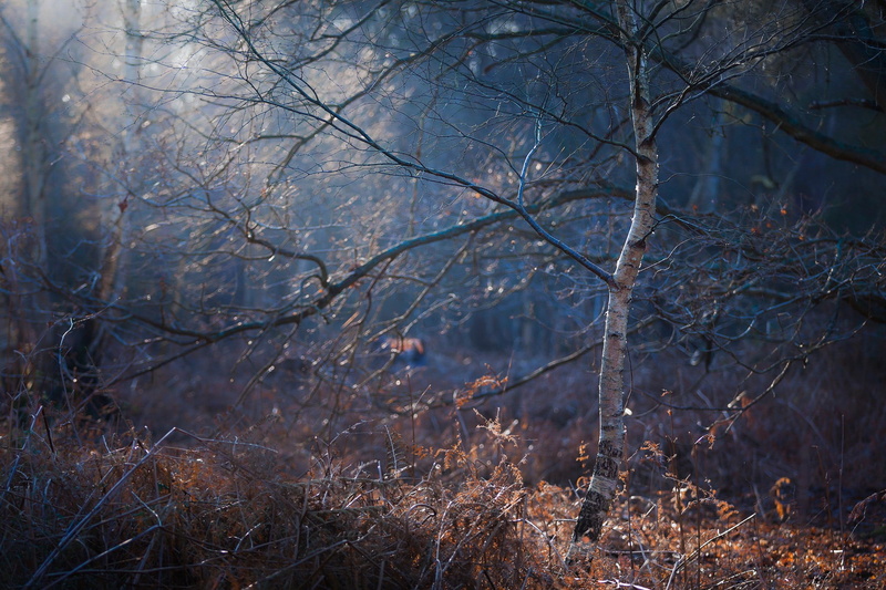 gray, dead plant, autumn, winter, 1080P, bare tree, plant, trunk, focus on foreground, tranquility, land, ferns, forest, branch, no people, day, beauty in nature