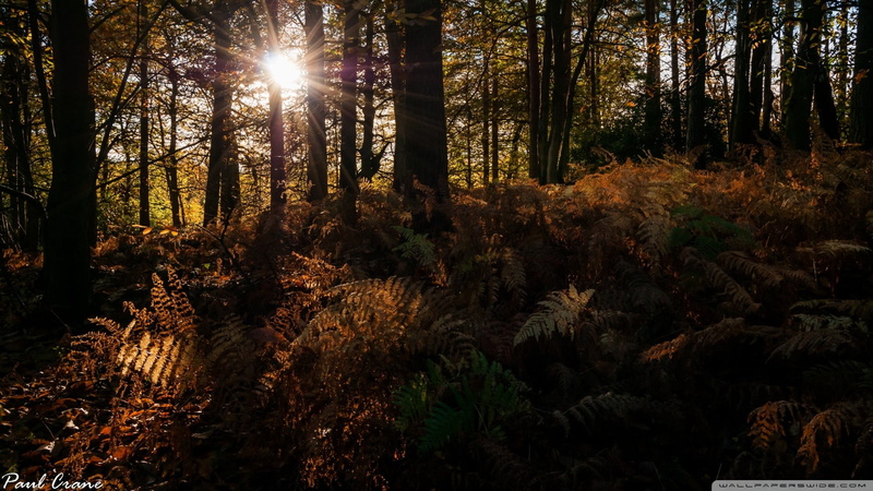 tranquil scene, bright, beauty in nature, streaming, sunbeam, trees, nature, scenics - nature, non-urban scene, forest, outdoors, silhouette, growth, tree trunk