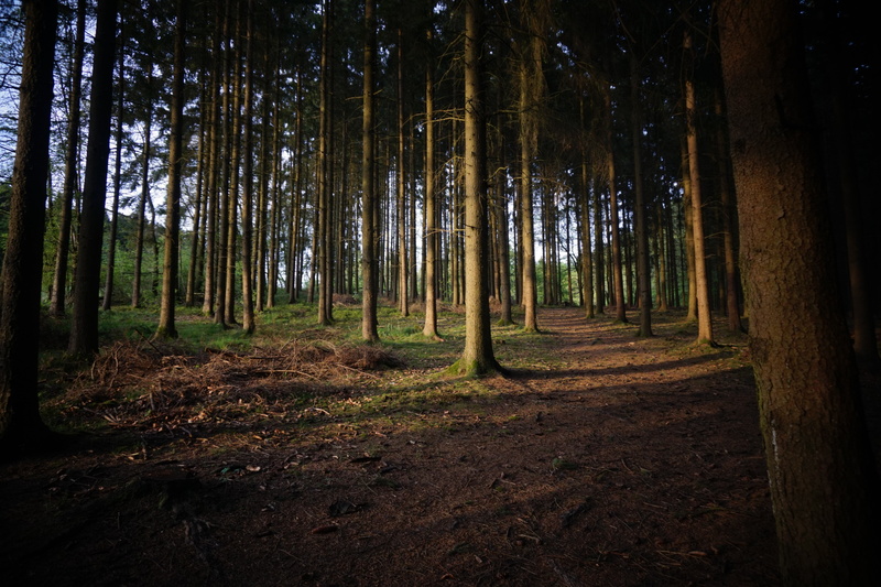 growth, environment, trunk, tree, forest, day, no people, nature, tree trunk, non-urban scene, scenics - nature, brown, tranquil scene, tranquility, beauty in nature