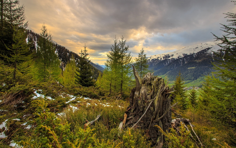 forest, environment, tranquility, trunk, beauty in nature, scenics - nature, sky, pine tree, day, 2K, idyllic, coniferous tree, plant, nature, tree, non-urban scene