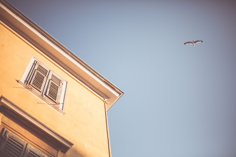 vertebrate, old, minimalistic, outdoors, Retro, copy space, animals in the wild, house, flying, built structure, seagull, low angle view, building Exterior