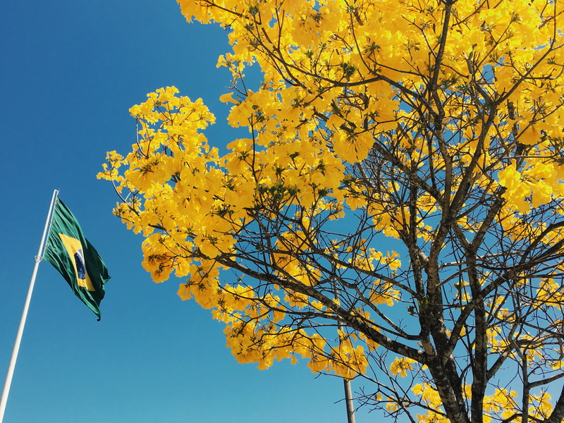 brasil, flag, growth, tree, brazil, plant part, sunlight, branch, autumn, cloudless, low angle view, plant, sky, outdoors, change, beauty in nature, day