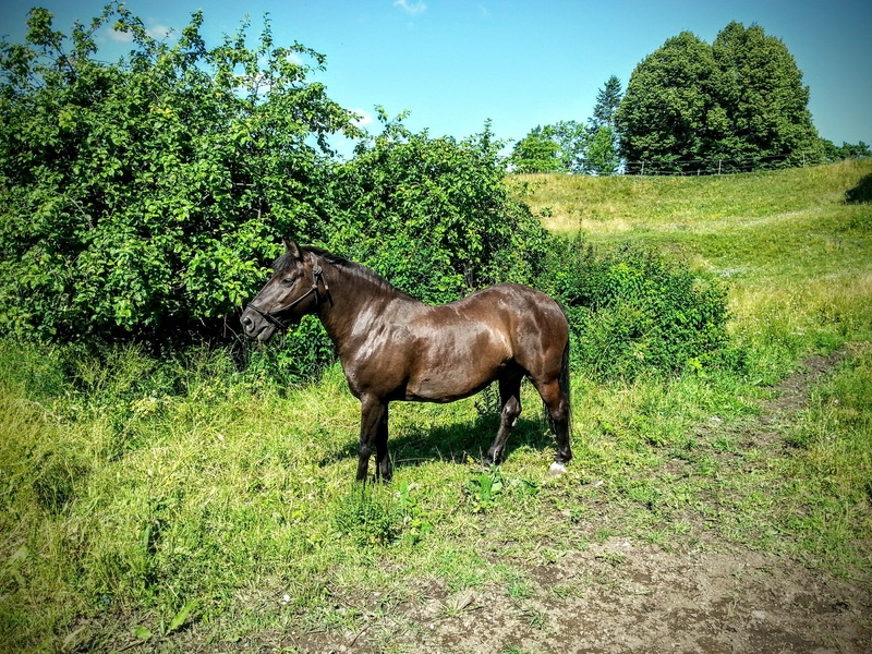 animal wildlife, vertebrate, field, milieu, rakvere, herbivorous, blue, outdoors, livestock, horse, nature, 2K, domestic animals, day, old, domestic, landscape