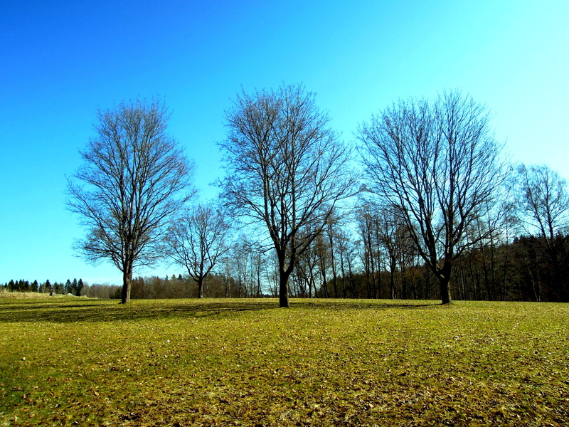 tranquility, trees, green color, 2K, outdoors, wood, cold, non-urban scene, blue, plant, grass, environment, bare tree, blue sky, no people, tree, landscape