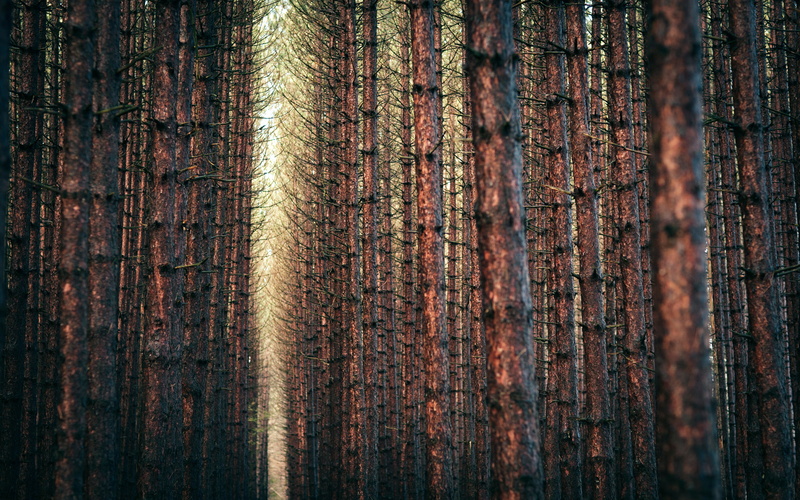trees, forest, nature, 2K, trunks, hd, tree