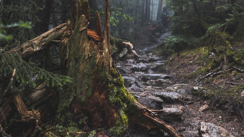 no people, beauty in nature, broken, water, outdoors, path, flowing water, tree trunk, trunk, tranquility, 4K, flowing, land, day, woodland, forest, falling