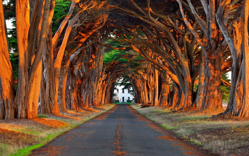 landscape, plants, path, nature, tree trunk, 1080P