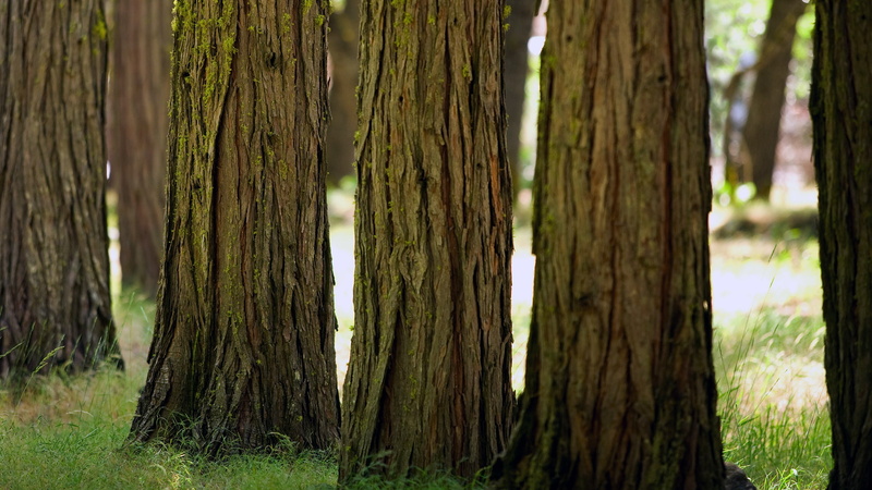 trunks, hd, 1080P, trunk, nature, tree
