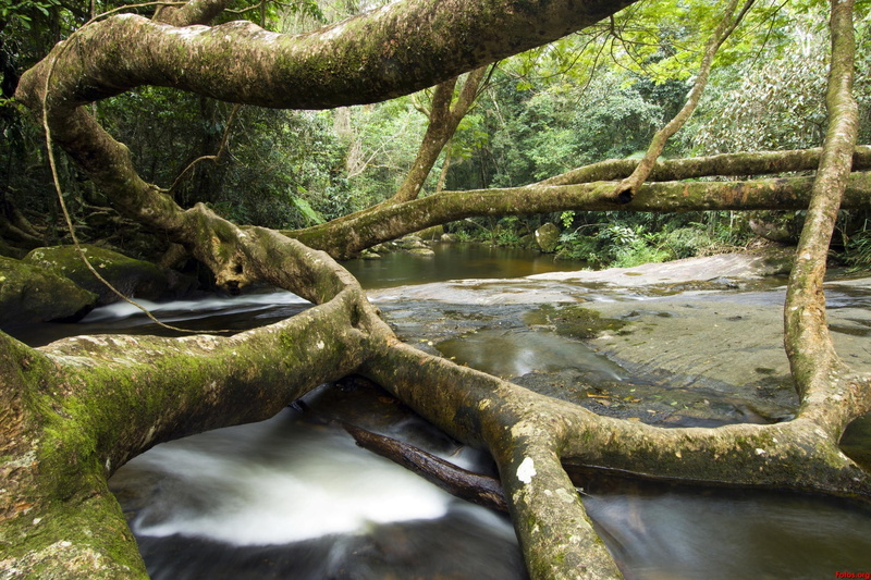 tranquil scene, tree trunk, outdoors, plant, no people, branch, wilderness, flowing, water, 1080P, growth, green color, flowing water, forest, tranquility