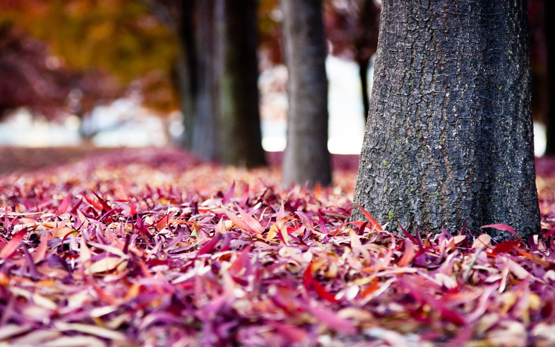 tree trunk, nature, red leaves, leaves, 2K, fall