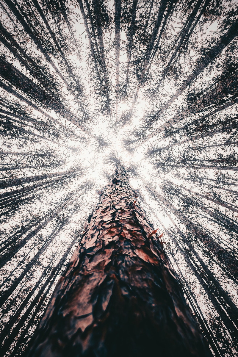 outdoors, no people, photography, beauty in nature, portrait display, tree, sunlight, directly below, motion, forest, close-up, textured, abstract, trunk