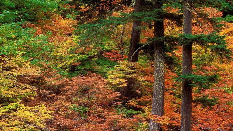 outdoors, forest, trunk, nature, non-urban scene, plant part, tranquil scene, growth, no people, autumn, beauty in nature, red leaves, tree trunk, scenics - nature