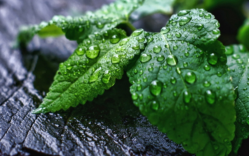 purity, dew, no people, day, food, green color, coleus, food and drink, drop, 1080P, healthy eating, wet, outdoors, selective focus, Scenery, rain, water