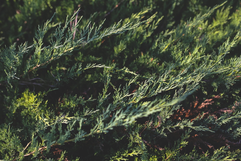 flowers, closeup, plant part, full frame, part, coniferous tree, plant, pine tree, grass, branch, no People, beauty in nature, close, focus on foreground