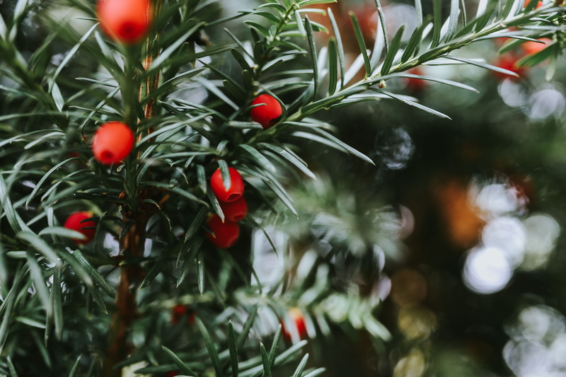 tree, no people, christmas Decoration, close, Close-ups, green Color, leaf, food and drink, flora, christmas, branch, food, needle, plant part, winter