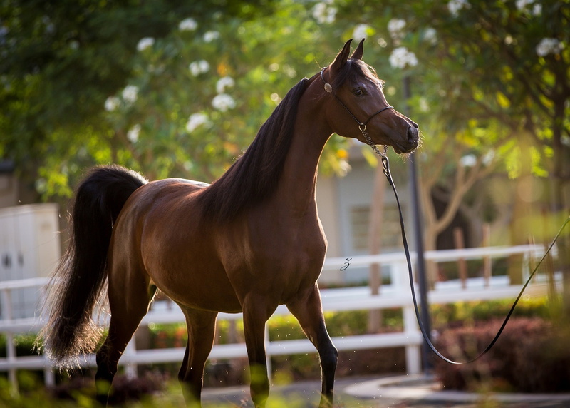 stallion, chestnut, horse, 1080P, Arab, grace